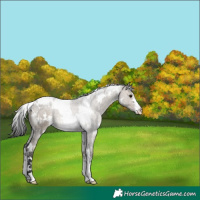 Horse Color:White Spotted Brown Dun