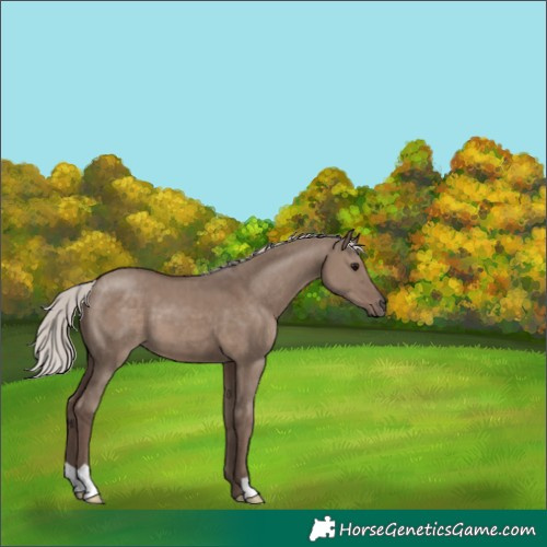 Horse Color:Silver Grullo 