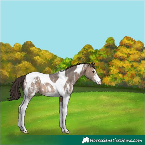 Horse Color:Brown Dun Sabino Tobiano Appaloosa 