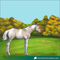 Horse Color:Silver Brown Roan Dun Tobiano Rabicano