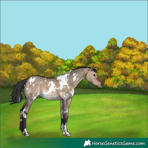 Horse Color:White Spotted Brown Dun 