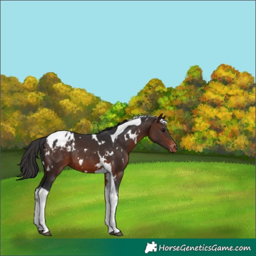 Horse Color:White Spotted Brown Tobiano Appaloosa Rabicano 