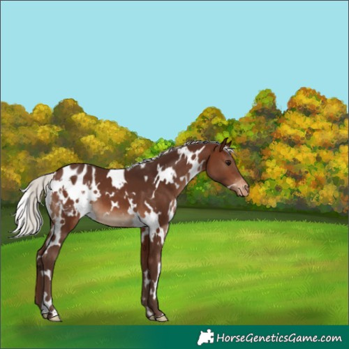 Horse Color:White Spotted Silver Brown Varnish 