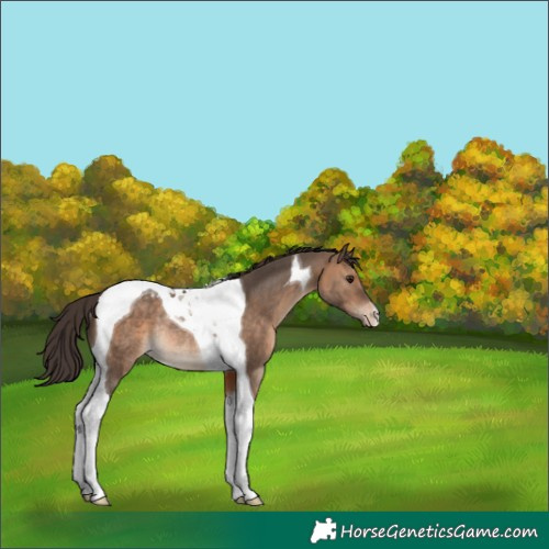 Horse Color:Brown Dun Tobiano Appaloosa Rabicano 