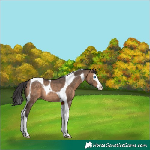 Horse Color:Brown Dun Splash Tobiano Rabicano 