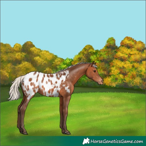Horse Color:Silver Brown Near Leopard 