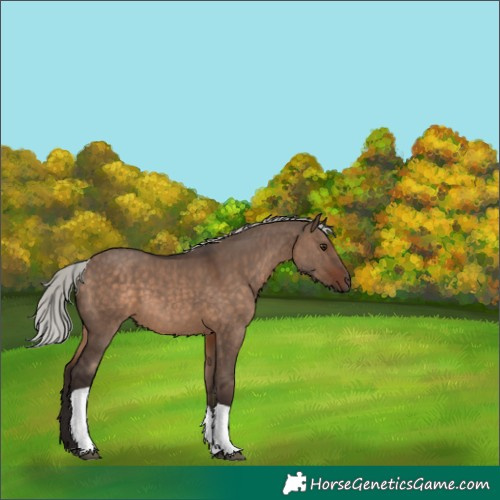 Horse Color:Silver Brown Dun Tobiano 