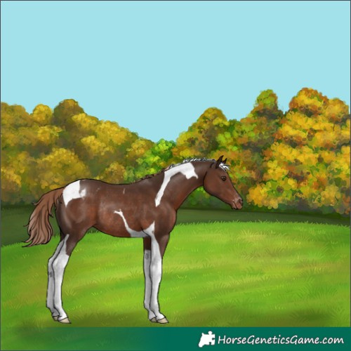 Horse Color:Liver Chestnut Tobiano Blanket Rabicano 