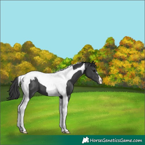 Horse Color:Black Tobiano Appaloosa 