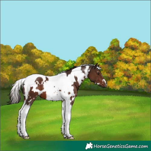 Horse Color:White Spotted Liver Chestnut Tobiano 