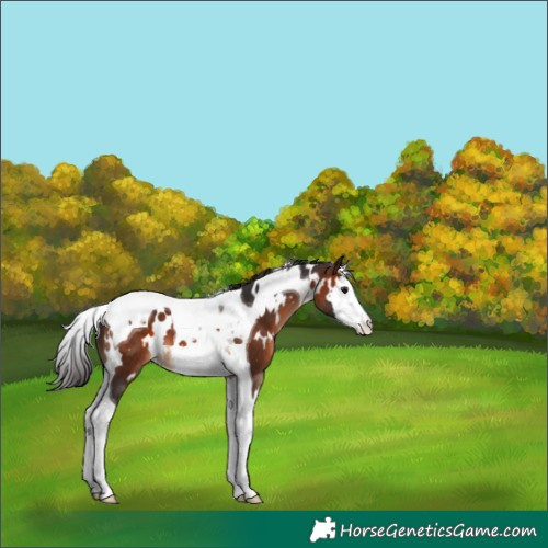 Horse Color:White Spotted Brown Splash Tobiano 