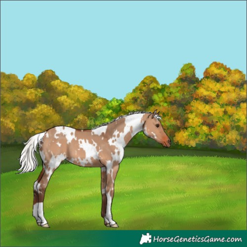 Horse Color:White Spotted Silver Brown Dun 