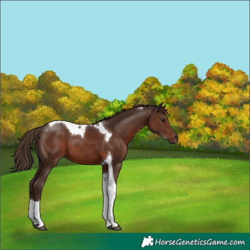 Horse Color:Liver Chestnut Tobiano 