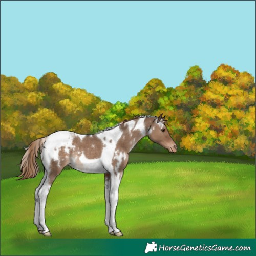 Horse Color:White Spotted Liver Red Dun Tobiano Appaloosa Rabicano 