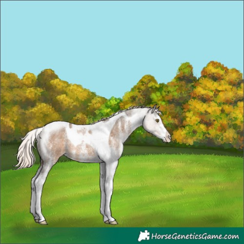 Horse Color:White Spotted Chocolate Palomino Tobiano Rabicano 