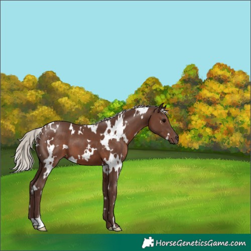Horse Color:White Spotted Silver Black 