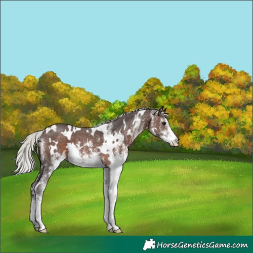 Horse Color:White Spotted Silver Brown 