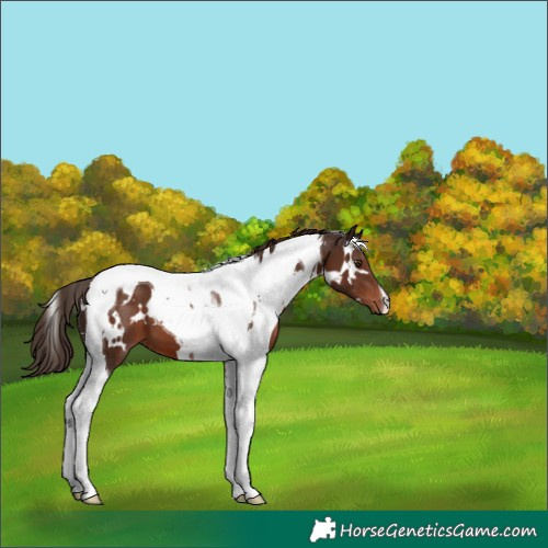 Horse Color:White Spotted Liver Chestnut Tobiano 