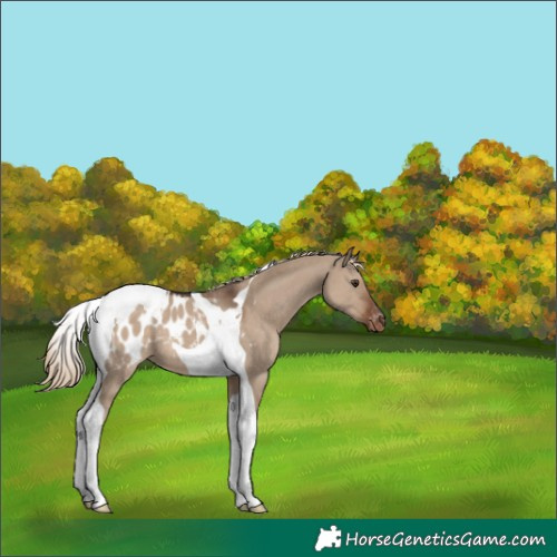 Horse Color:Liver Red Dun Tobiano Appaloosa 