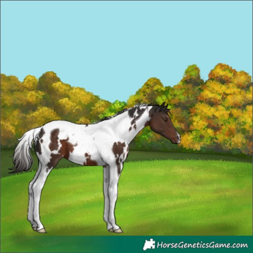 Horse Color:White Spotted Liver Chestnut Tobiano 