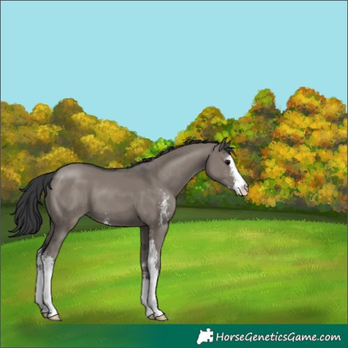 Horse Color:Grullo Sabino 