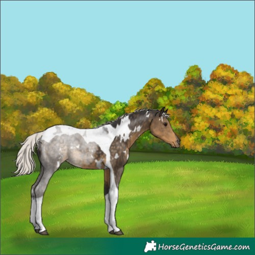 Horse Color:White Spotted Silver Smoky Black Tobiano 