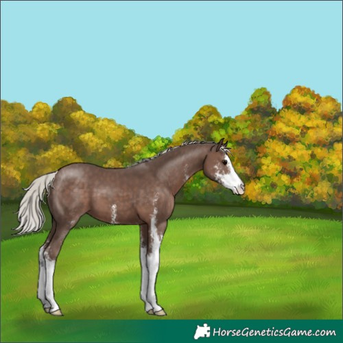 Horse Color:Silver Black Sabino 