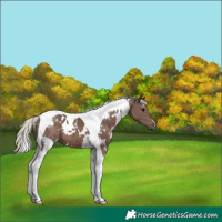 Horse Color:White Spotted Silver Black Tobiano 