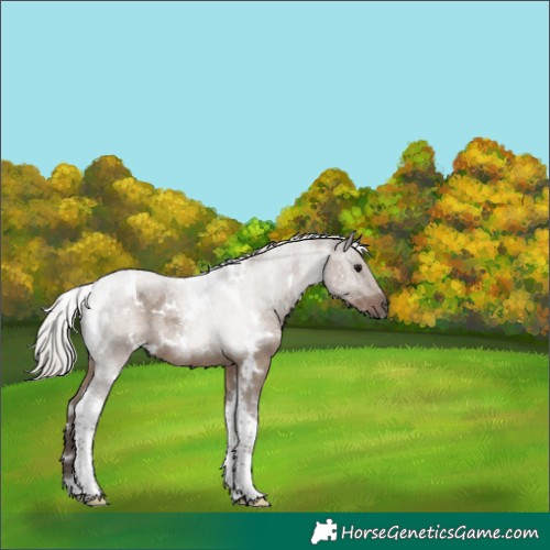 Horse Color:White Spotted Silver Grullo Tobiano Rabicano 
