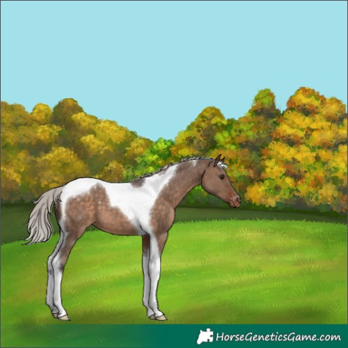 Horse Color:Silver Brown Dun Tobiano Appaloosa 