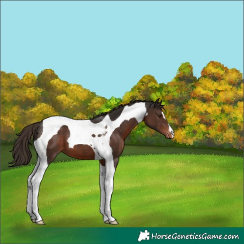 Horse Color:Liver Chestnut Tobiano Appaloosa 