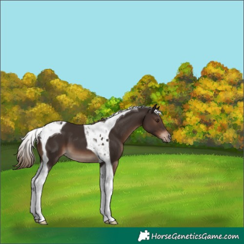 Horse Color:Liver Chestnut Tobiano 