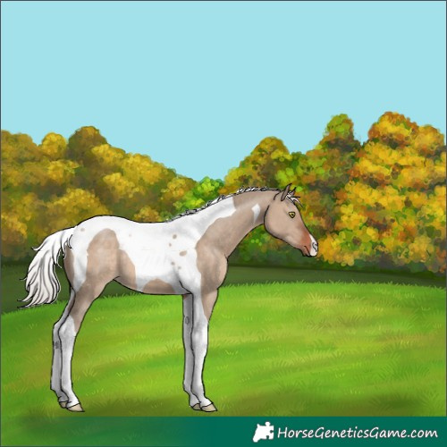 Horse Color:Silver Brown Dun Tobiano 