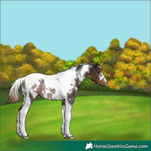Horse Color:White Spotted Liver Chestnut Tobiano Rabicano 