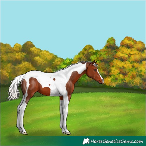 Horse Color:Silver Brown Tobiano 