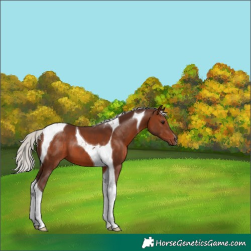 Horse Color:Silver Brown Tobiano 