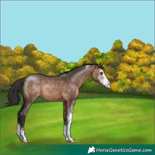 Horse Color:Brown Dun Sabino 