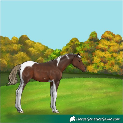 Horse Color:Liver Chestnut Tobiano 