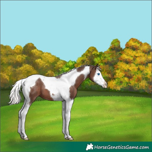 Horse Color:Silver Black Splash Tobiano 