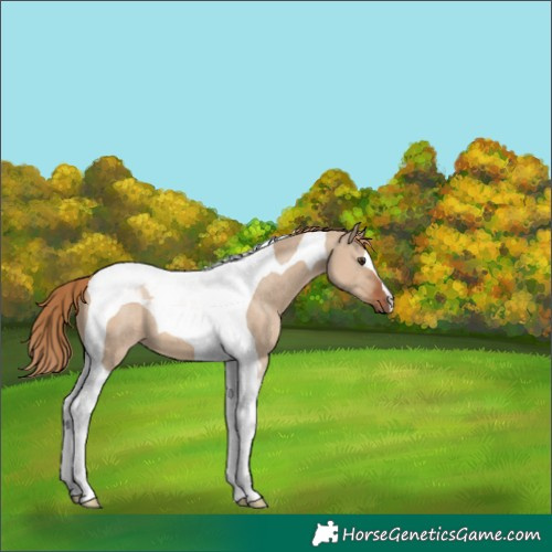 Horse Color:Red Dun Tobiano 