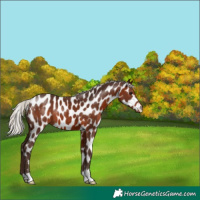 Horse Color:Silver Brown Appaloosa