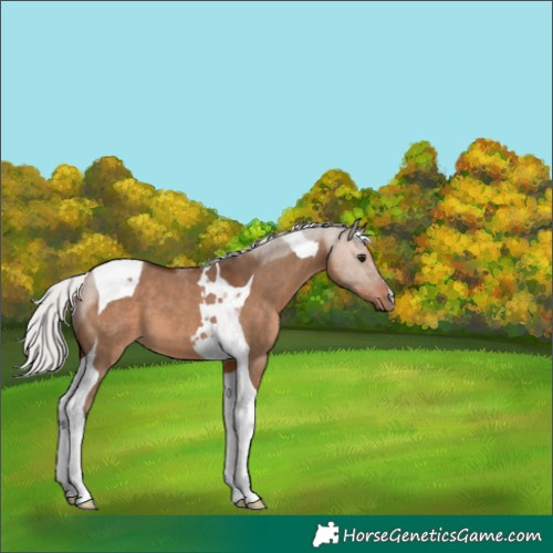 Horse Color:Silver Brown Dun Tobiano 