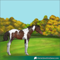 Horse Color:Liver Chestnut Tobiano