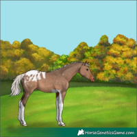 Horse Color:Silver Brown Dun Tobiano Appaloosa 