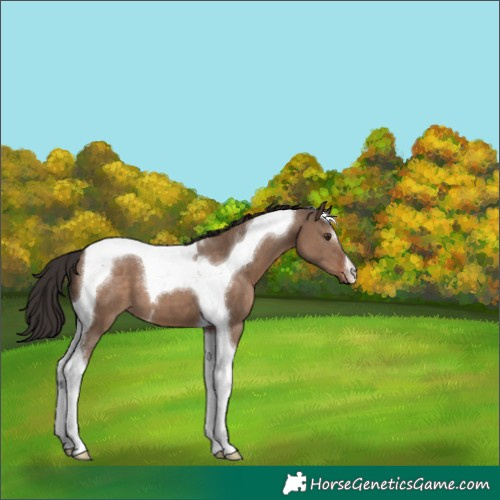 Horse Color:Liver Red Dun Tobiano 