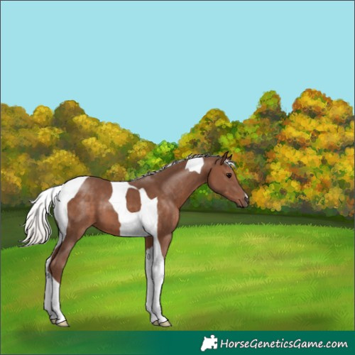 Horse Color:Silver Black Tobiano 