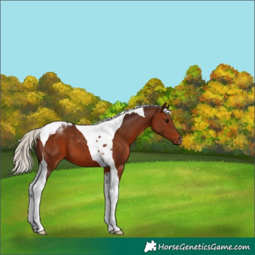 Horse Color:Silver Brown Tobiano 