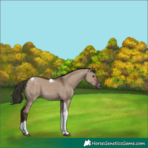 Horse Color:Liver Red Dun Tobiano Varnish 
