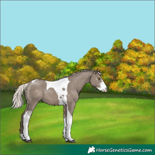 Horse Color:Silver Grullo Sabino Tobiano 