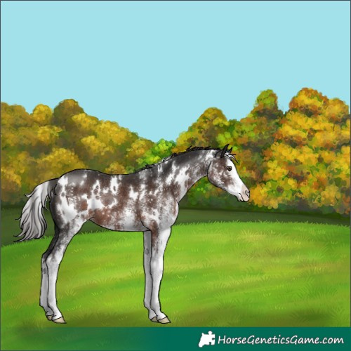 Horse Color:White Spotted Liver Chestnut Splash Rabicano 